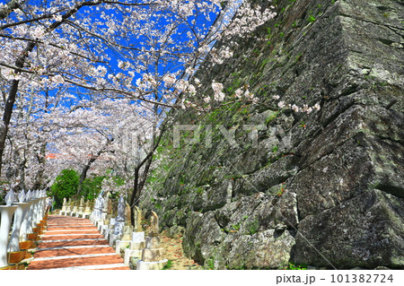 【和歌山県】満開の桜と紀三井寺 【和歌山県】満開の桜と紀三井寺 101382724
