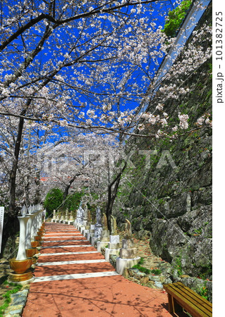 【和歌山県】満開の桜と紀三井寺 【和歌山県】満開の桜と紀三井寺 101382725