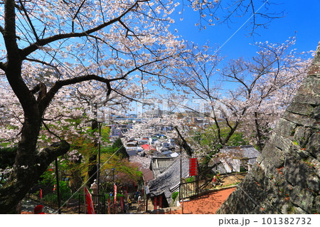 【和歌山県】満開の桜と紀三井寺（結縁坂） 101382732