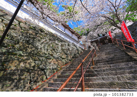 【和歌山県】満開の桜と紀三井寺（結縁坂） 101382733