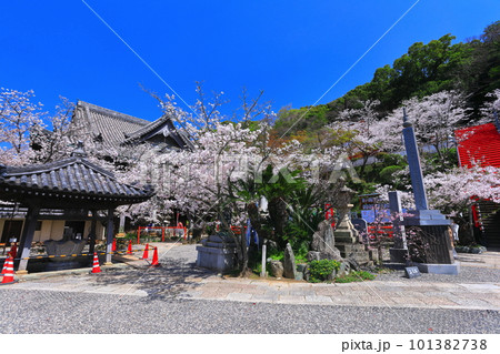 【和歌山県】満開の桜と紀三井寺(本堂と多宝塔) 【和歌山県】満開の桜と紀三井寺(本堂と多宝塔) 101382738