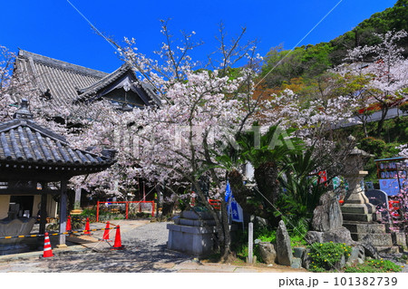 【和歌山県】満開の桜と紀三井寺(本堂) 【和歌山県】満開の桜と紀三井寺(本堂) 101382739
