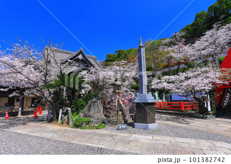 【和歌山県】満開の桜と紀三井寺(本堂) 【和歌山県】満開の桜と紀三井寺(本堂) 101382742