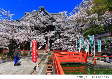 【和歌山県】満開の桜と紀三井寺（本堂） 101382745