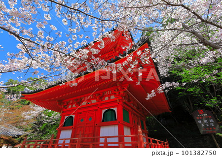 【和歌山県】満開の桜と紀三井寺（多宝塔） 101382750