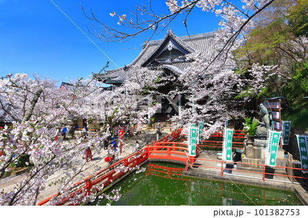【和歌山県】満開の桜と紀三井寺（本堂） 101382753