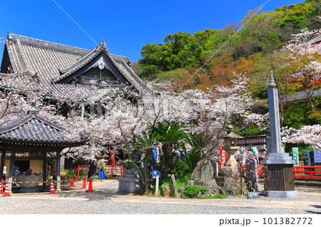 【和歌山県】満開の桜と紀三井寺（本堂） 101382772
