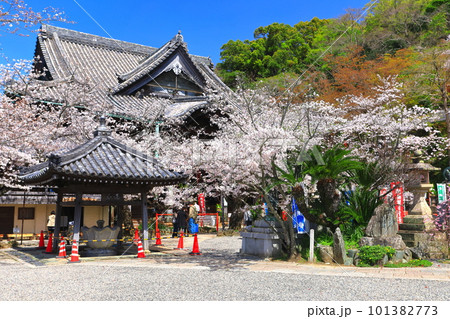 【和歌山県】満開の桜と紀三井寺（本堂） 101382773