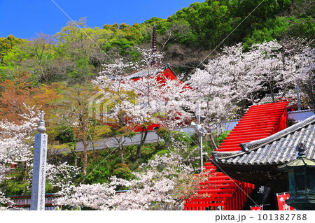 【和歌山県】満開の桜と紀三井寺（多宝塔） 101382788