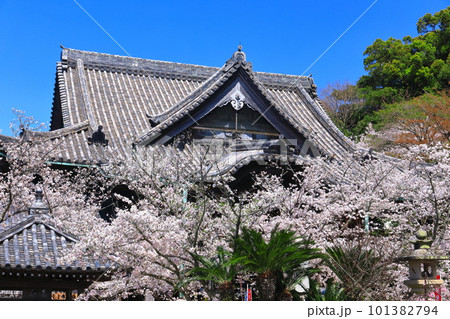 【和歌山県】満開の桜と紀三井寺(本堂) 【和歌山県】満開の桜と紀三井寺(本堂) 101382794