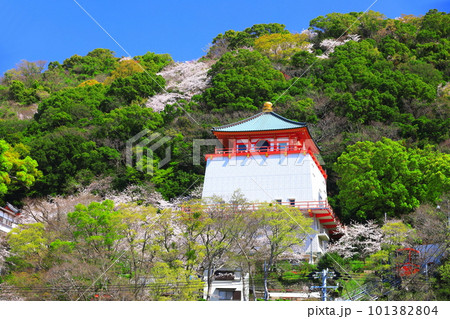 【和歌山県】満開の桜と紀三井寺（仏殿） 101382804
