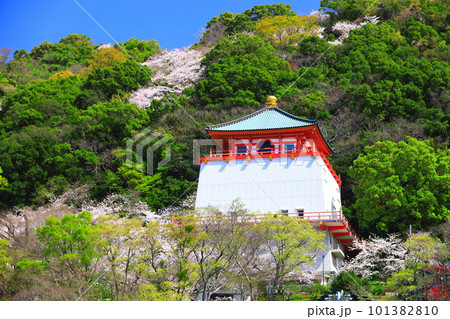 【和歌山県】満開の桜と紀三井寺(仏殿) 【和歌山県】満開の桜と紀三井寺(仏殿) 101382810