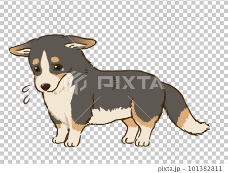 悲傷的柯基犬(三色) 悲傷的柯基犬(三色) 101382811