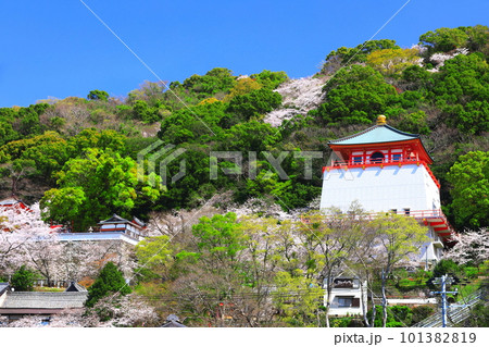 【和歌山県】満開の桜と紀三井寺(仏殿) 【和歌山県】満開の桜と紀三井寺(仏殿) 101382819