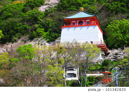 【和歌山県】満開の桜と紀三井寺(仏殿) 【和歌山県】満開の桜と紀三井寺(仏殿) 101382820