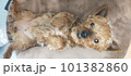 ヨーキー 101382860