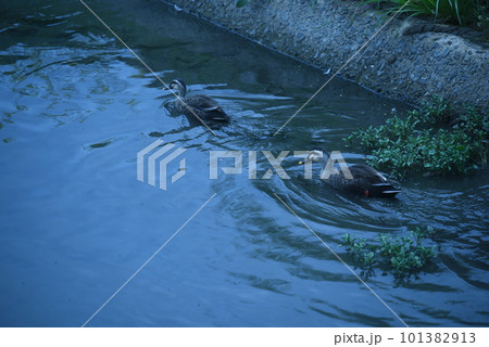 川で泳ぐカルガモ 101382913