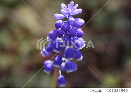 春の庭に咲くムスカリの青紫色の花 春の庭に咲くムスカリの青紫色の花 101382940