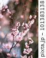 梅 101383138