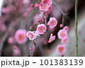 梅 101383139