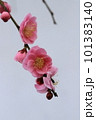 梅 101383140