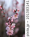 梅 101383141