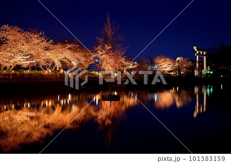 長岡天満宮の夜桜と鳥居 101383159