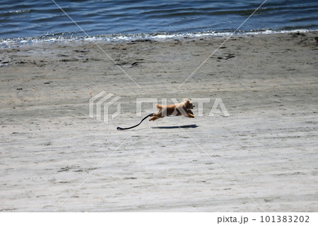 砂浜を走る小型犬　イメージ 101383202