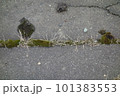 コンクリートに生える苔 101383553