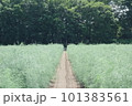 アスパラ畑のまっすぐな道 101383561