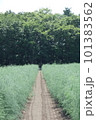 アスパラ畑のまっすぐな道 101383562
