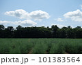 秋の収穫後のアスパラ畑 101383564