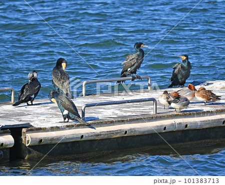 カワウとカモがくつろぐ橋 101383713