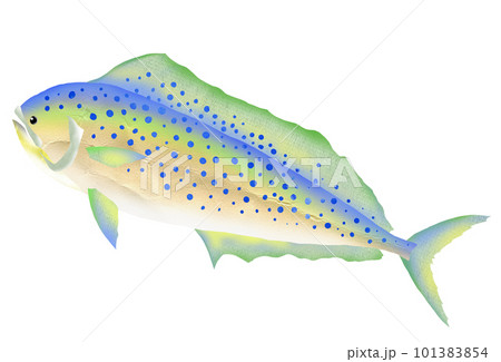 シンプル魚イラストのシイラ シンプル魚イラストのシイラ 101383854
