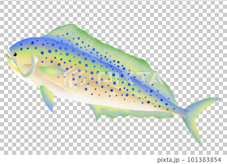シンプル魚イラストのシイラ シンプル魚イラストのシイラ 101383854