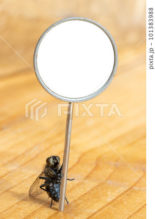 The fly stands on its hind legs and holds an empty board. 101383988