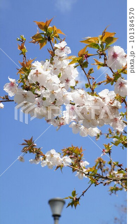 善通寺「五岳の里」市民集いの丘公園の十月桜【香川県善通寺市】 善通寺「五岳の里」市民集いの丘公園の十月桜【香川県善通寺市】 101384570