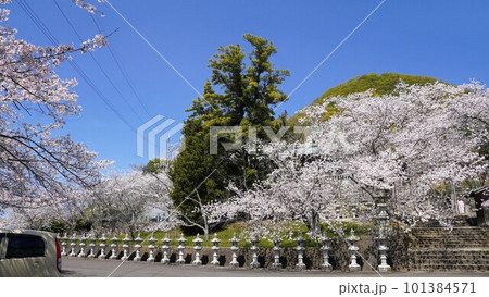 白山神社の桜【香川県木田郡三木町】 101384571