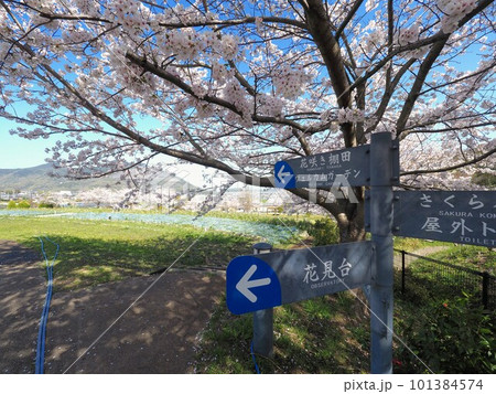 善通寺「五岳の里」市民集いの丘公園の桜【香川県善通寺市】2 101384574
