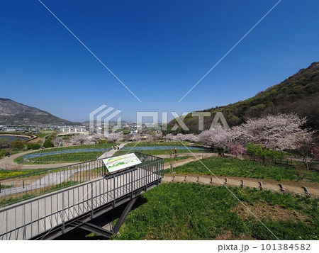 善通寺「五岳の里」市民集いの丘公園の桜とネモフィラ【香川県善通寺市】8 善通寺「五岳の里」市民集いの丘公園の桜とネモフィラ【香川県善通寺市】8 101384582