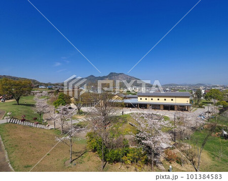 善通寺「五岳の里」市民集いの丘公園の桜とネモフィラ【香川県善通寺市】9 101384583