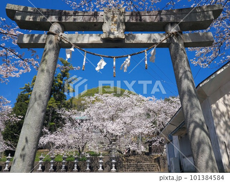 白山神社の桜【香川県木田郡三木町】2 101384584