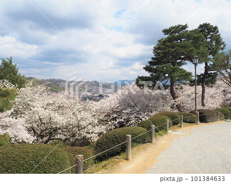 日本三名園のひとつ、兼六園の桜の絶景 日本三名園のひとつ、兼六園の桜の絶景 101384633