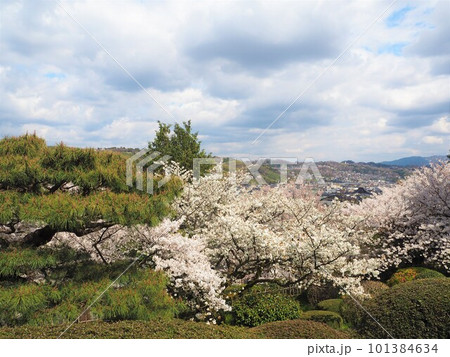 日本三名園のひとつ、兼六園の桜の絶景 101384634