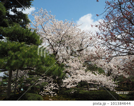 日本三名園のひとつ、兼六園の桜の絶景 101384644