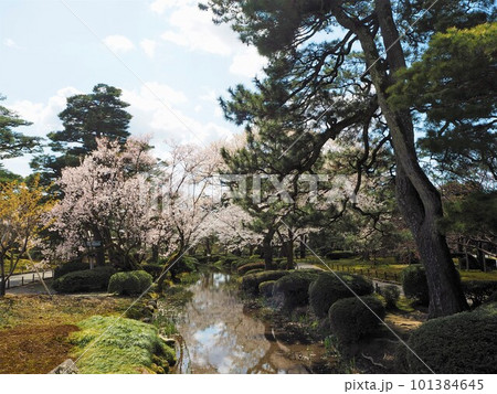 日本三名園のひとつ、兼六園の桜の絶景 日本三名園のひとつ、兼六園の桜の絶景 101384645