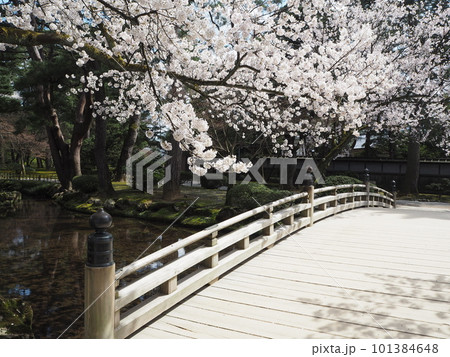 日本三名園のひとつ、兼六園の桜の絶景 101384648
