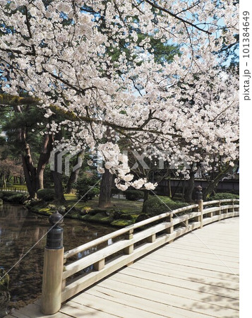 日本三名園のひとつ、兼六園の桜の絶景 日本三名園のひとつ、兼六園の桜の絶景 101384649