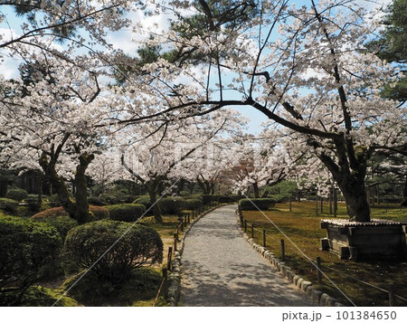 日本三名園のひとつ、兼六園の桜の絶景 日本三名園のひとつ、兼六園の桜の絶景 101384650