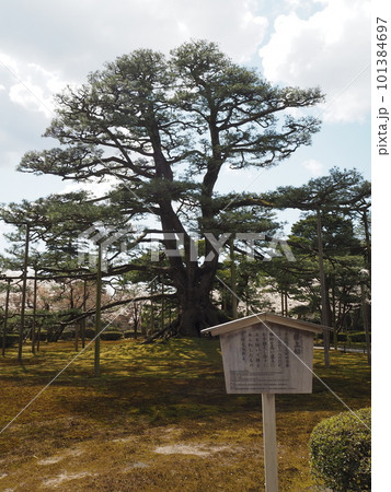 日本三名園のひとつ、兼六園の風景 日本三名園のひとつ、兼六園の風景 101384697